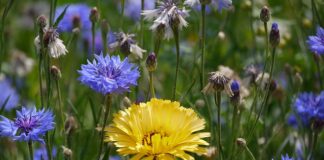 Co odpowiada za załączanie wentylatora chłodnicy?