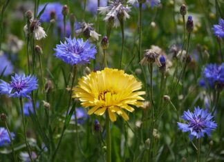 Co odpowiada za załączanie wentylatora chłodnicy? Co odpowiada za załączanie wentylatora chłodnicy?