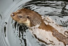 Co odstrasza kuny forum? Co odstrasza kuny forum?