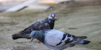 Jak odświeżyć wnętrze samochodu?