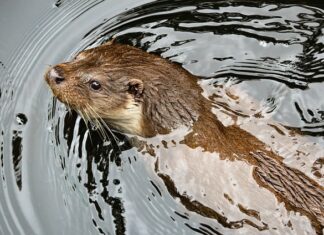 Co jest naturalnym wrogiem kuny? Co jest naturalnym wrogiem kuny?