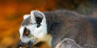 Jak wyczyścić uszy bez patyczków?