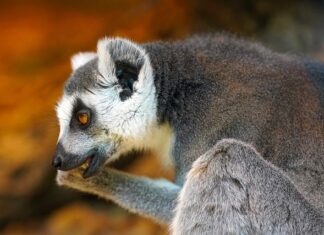 Jak wyczyścić uszy bez patyczków? Jak wyczyścić uszy bez patyczków?