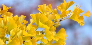 Co powoduje włączenie wentylatora w samochodzie?