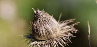 Czy skrobanie szyb rysuje?