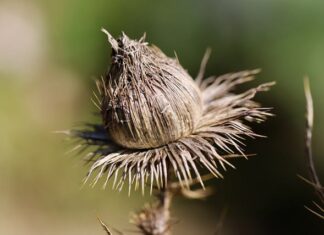 Czy skrobanie szyb rysuje?