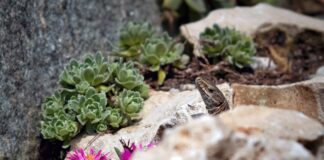 Jak zmyć tłuste plamy z auta?