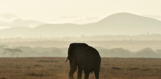 Co oznacza lewa ręka w górę?